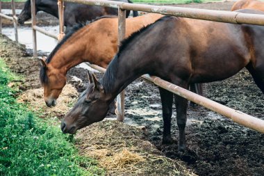 Saman, kırsal kırsal kesimde Hayvancılık sevimli Evcil hayvan çiftliğinde tükenmez kalemle güzel atlar yemek