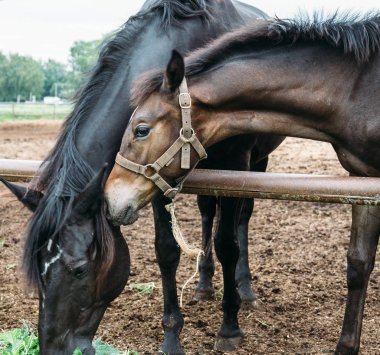 Güzel genç yavru anne at çiftliğinde ile