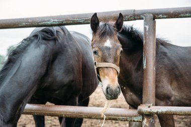 Güzel genç yavru anne at çiftliğinde ile