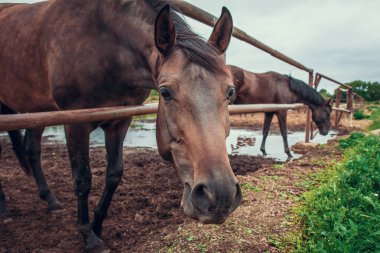 Kahverengi at çiftliğinde tükenmez kalemle güzel namlu at fotoğraf makinesine benziyor.