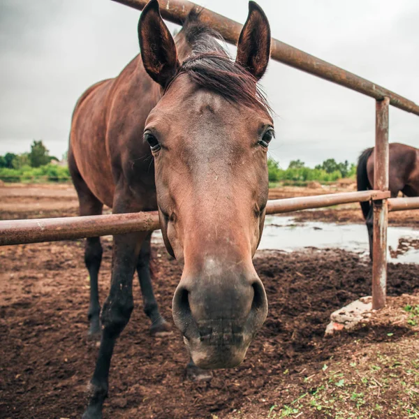 Horse head looks at camera, horse in pen, wide angle view