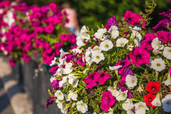 Beautiful spring or summer blossoming flowers in pot on city street — Stock Photo, Image