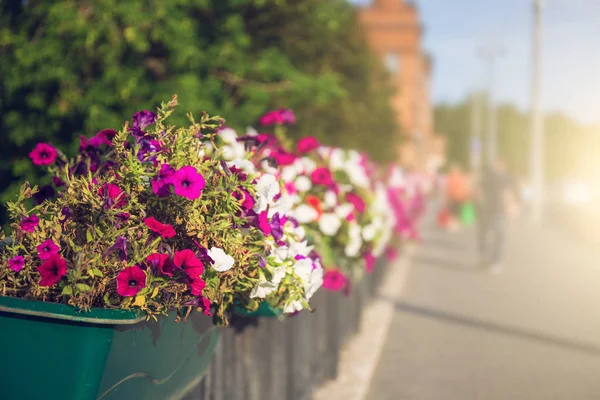 Beautiful spring or summer blossoming flowers in pot on city street — Stock Photo, Image