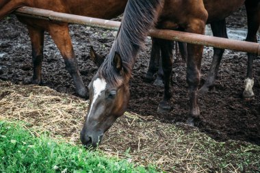 Dark horse saman yiyecek ya da tükenmez kalemle ayakta veya tarım çiftlik veya ahır padok çimen
