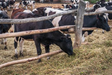 Siyah ve beyaz inekler grazes tükenmez kalemle, ineklerin süt çiftlikte yetiştiriciliği Hayvancılık Sanayi