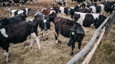 Siyah ve beyaz inekler grazes tükenmez kalemle, ineklerin süt çiftlikte yetiştiriciliği Hayvancılık Sanayi
