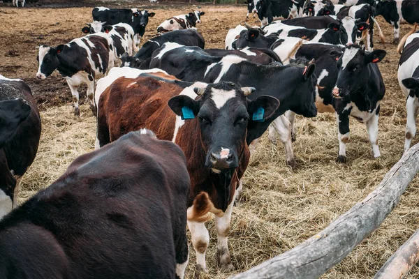 Vacas blancas y negras pastan en el corral, cría industrial de vacas en granja lechera — Foto de Stock
