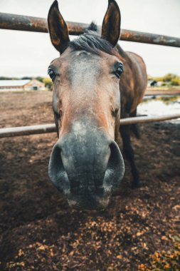 Komik at görünüyor içine kamera, geniş açılı görünüş