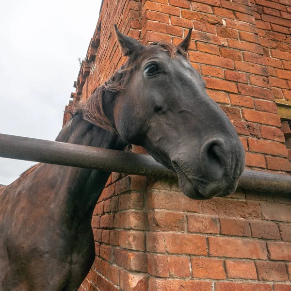 Portret van paard hoofd, mooie donkere hengst — Stockfoto