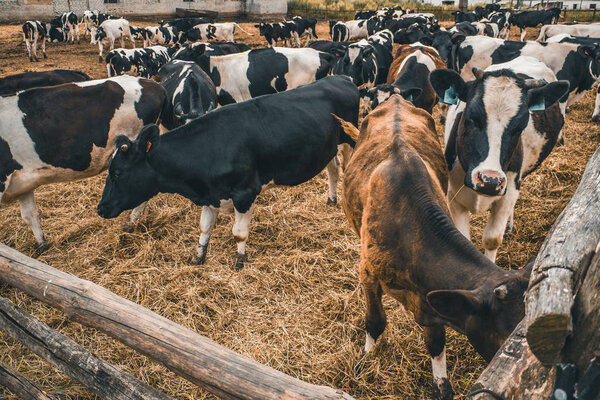 Black and white cows graze haze in outdoor pasture in rural dairy farm, livestock and farmland concept