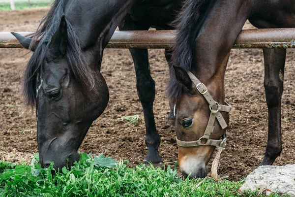 Güzel genç yavru anne at çiftliğinde ile