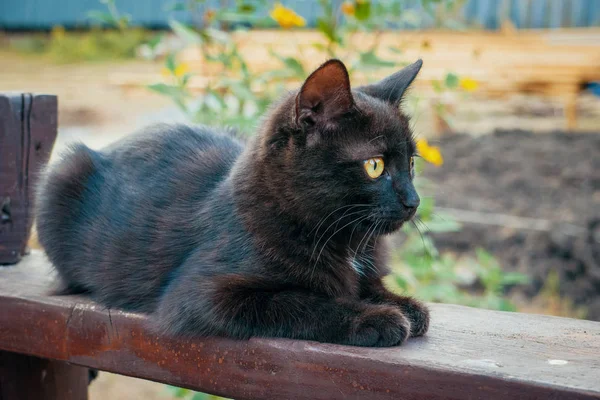 Petit portrait noir mignon, joli animal domestique — Photo