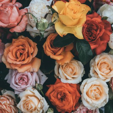 Taze çiçek çiçek gül renkli arka plan, yakın çekim