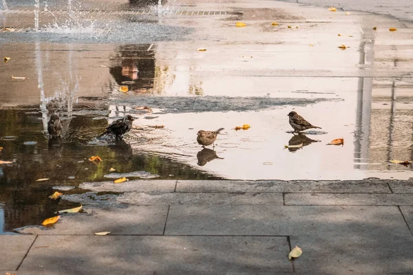 Banyo ve şehir çeşme su sıçramasına komik serçe kuş grubu — Stok fotoğraf