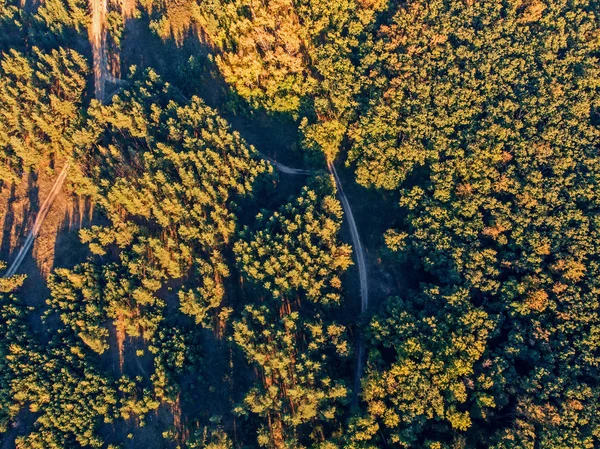 Forêt de pins d'automne vue aérienne d'en haut ou vue de dessus depuis un drone — Photo