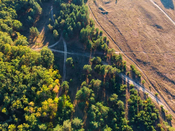 Forêt de pins d'automne vue aérienne d'en haut ou vue de dessus depuis un drone — Photo