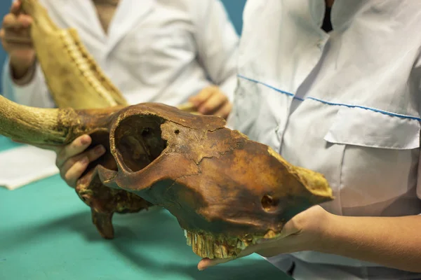 Estudante em sala de aula detém antigo animal scull em mãos, close up. Escola veterinária ou cientista da paleontologia e arqueologia — Fotografia de Stock