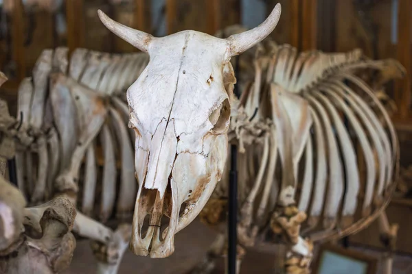 Тваринний скелет у ветеринарному музеї, фокус на черепі з рогами — стокове фото
