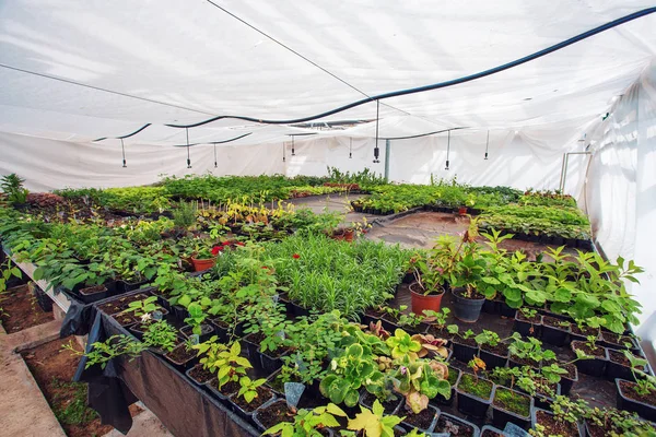 Plantas ornamentales y flores en invernadero hidropónico moderno vivero o invernadero, horticultura industrial — Foto de Stock