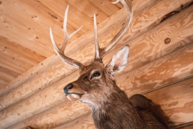 Ahşap duvar arka plan üzerinde kahverengi Geyik kafası. Hayvanlar taslak ya da kupa dekoratif nesne. Tahnitçilik kavramı
