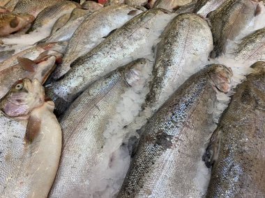 Taze çiğ deniz balık Pazar veya mağaza rafındaki buz dondurulmuş