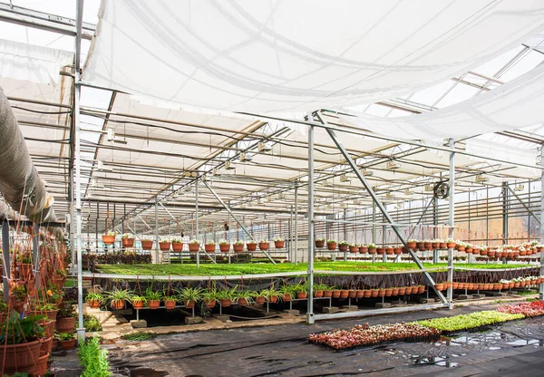 Modern hydroponic greenhouse interior with climate control, cultivation of seedings, flowers. Industrial horticulture — 图库照片