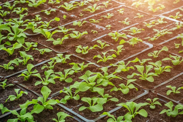 Cultivando plántulas en macetas. Plantas de siembra en la botánica moderna invernadero, horticultura y cultivo de planes ornamentales —  Fotos de Stock