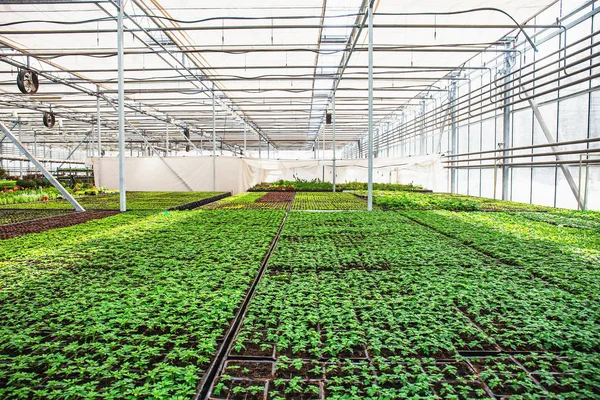 Moderno invernadero hidropónico con control climático, cultivo de plántulas, flores. Horticultura industrial — Foto de Stock