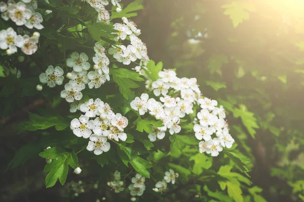 Blossoming white flowers on tree brunch with green leaves in spring sunlight. Abstract springtime background — Stock Photo, Image