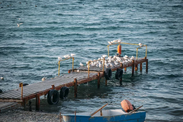 Velho pequeno cais de mar para barcos com muitas gaivotas, fundo do litoral — Fotografia de Stock