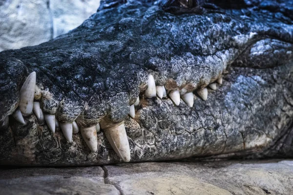 ワニ クロコダイル大きな歯と、銃口をクローズ アップ。危険な爬虫類 — ストック写真