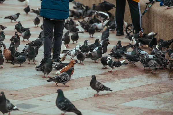 İnsanlar şehir sokak üzerinde güvercin beslemek, yakın çekim — Stok fotoğraf