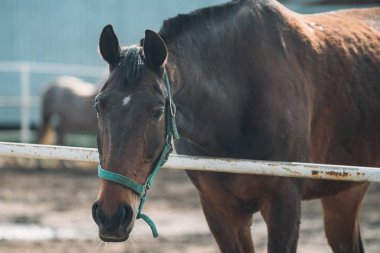 At kafası portresi, yakından. At çiftliğinde kalemle aygır