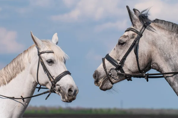 Two white beautiful horse heads at blue sky background