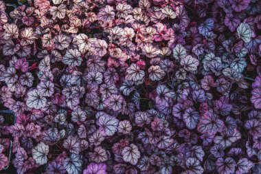 Mor Heuchera hibrid Obsidian, üst görünümü. Heuchera parlak doğal ultraviyole yaprakları. Dekoratif yeşillik arka plan