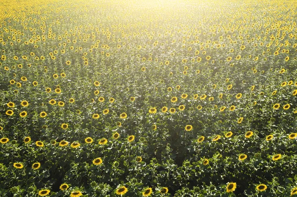 Blooming sunflowers field in sunset sunlight, aerial view — Stock Photo, Image