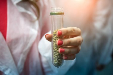 Malt tohumları bira işçi elinde test tüpü, yakın. Endüstriyel yiyecek ve içecek laboratuvar teknolojileri konsepti