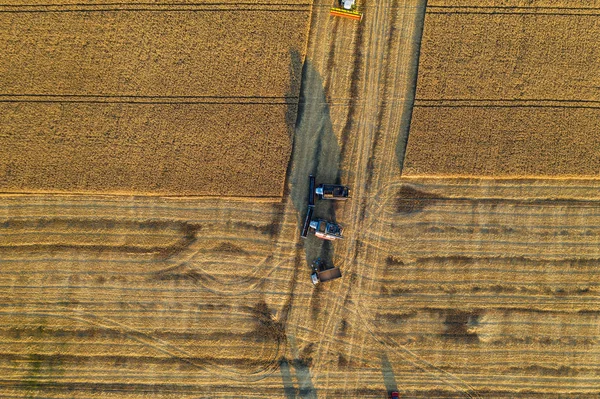 Letní sklizeň pšenice v zralých polích, vrcholový výhled. Zemědělství spojuje sklízovače v práci — Stock fotografie