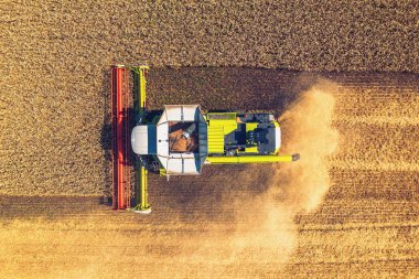 Sarı tahıl alanında hasat makinesi, drone hava üst görünümü. Tarım kombine makine hasat olgun alan