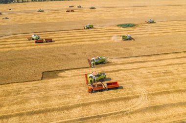 Kombine hasat makineleri ile sarı tahıl alanında buğday toplar, drone havadan görünümü, makine çalışmaları ile tarım ekin sezonu
