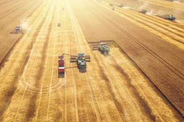 Kombine hasat makineleri ile sarı tahıl alanında buğday toplar, drone havadan görünümü, makine çalışmaları ile tarım ekin sezonu
