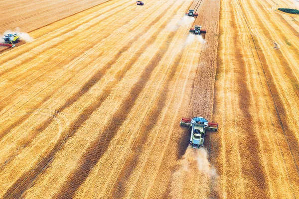 Combine harvesters gathers wheat, aerial view — Stock Photo, Image