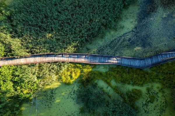Vue aérienne du voyageur femme sur le sentier du pont en bois au-dessus d'une rivière marécageuse avec des fourrés de végétation, concept de voyage estival . — Photo