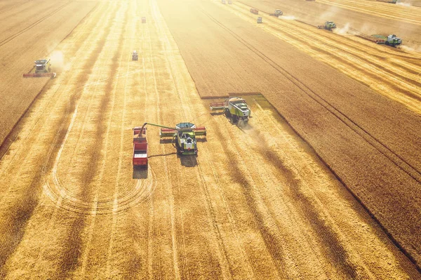 Sklízeče shromažďují pšenici na žlutém obilném poli, vzdušné zobrazení od dronu, zemědělskou úrodu s prací strojního zařízení — Stock fotografie