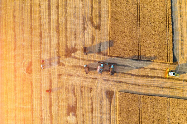 Colheita de verão de trigo em campo maduro. Agricultura combinar colheitadeiras máquinas no trabalho, vista aérea — Fotografia de Stock