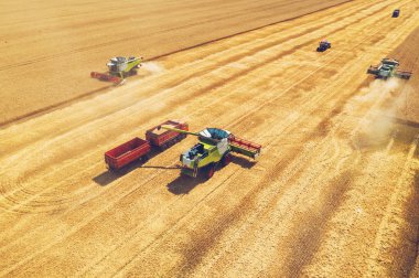 Kombine hasat makineleri ile sarı tahıl alanında buğday toplar, drone havadan görünümü, makine çalışmaları ile tarım ekin sezonu