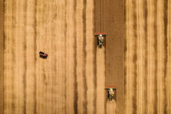 Combine colheitadeiras reúne trigo no campo de grãos amarelos, vista aérea do drone — Fotografia de Stock