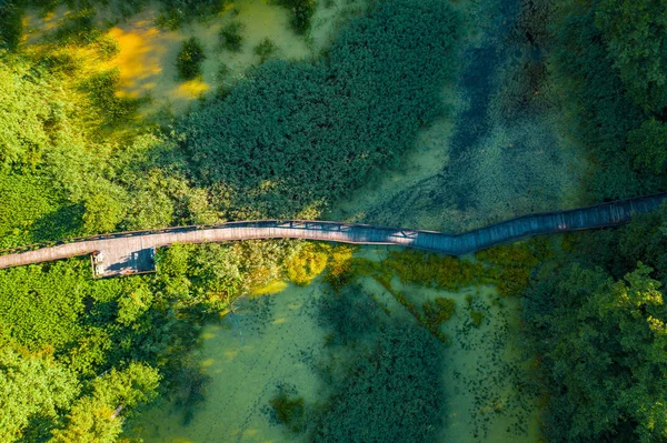 Vue aérienne du dessus du sentier de passerelle en bois au-dessus d'une rivière marécageuse ou marécageuse avec des fourrés de végétation et une forêt verte, voyage d'été — Photo