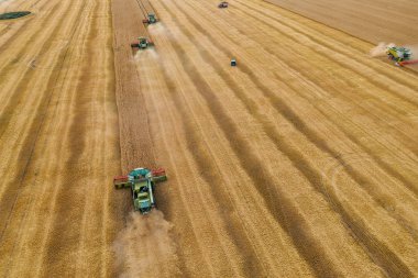 Kombine hasat güneş ışığı sarı tahıl alanında buğday toplar, drone hava görünümü, makine çalışmaları ile tarım kırpma sezonu