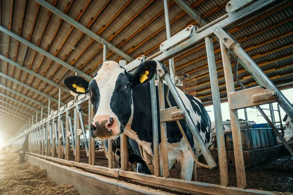 Tehenek a tejgazdaságban. Korszerű tej- vagy tejgazdaságokban tenyésztett tehenek. Szarvasmarha-etetés szénával — Stock Fotó